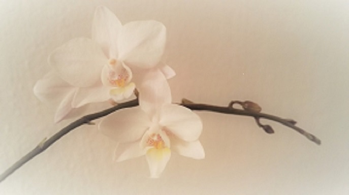 Meditation Orchidee